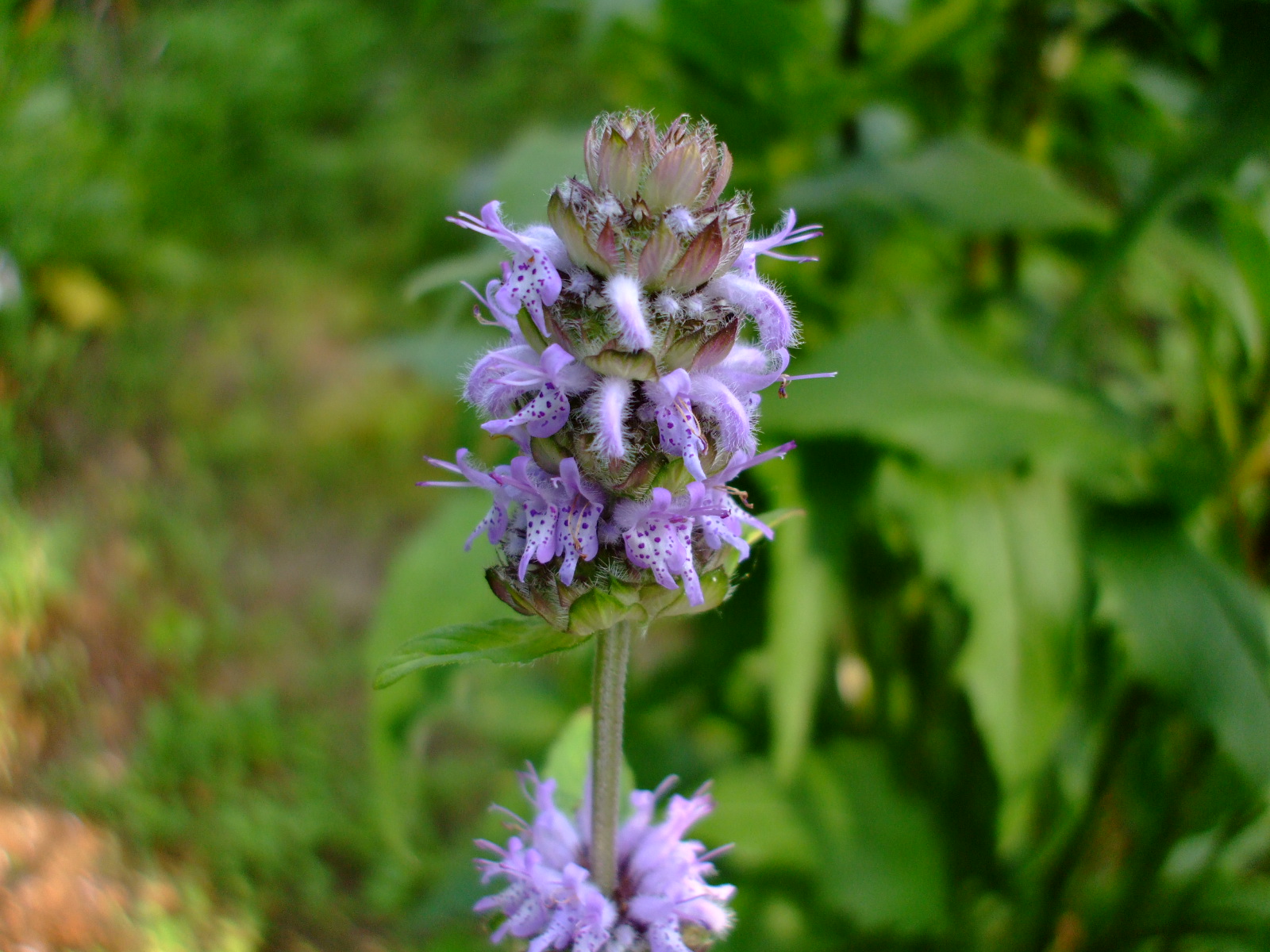 Blephilia ciliata
